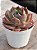 Echeveria belle - Imagem 2