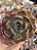 Echeveria belle - Imagem 1