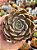 Echeveria iron first - Imagem 1