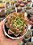 Echeveria agavoides julieta - Imagem 1