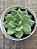Echeveria agavoides julieta - Imagem 3