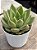 Echeveria agavoides julieta - Imagem 2