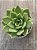 Echeveria agavoides julieta - Imagem 3