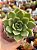 Echeveria agavoides julieta - Imagem 1
