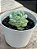 Echeveria apparition (NOVIDADE) - Imagem 3