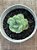 Echeveria apparition (NOVIDADE) - Imagem 4
