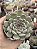 Echeveria pomegranate (NOVIDADE) - Imagem 1