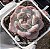 Echeveria pomegranate (NOVIDADE) - Imagem 2