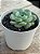 Echeveria pomegranate (NOVIDADE) - Imagem 3
