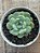 Echeveria pomegranate (NOVIDADE) - Imagem 4