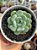 Echeveria pomegranate (NOVIDADE) - Imagem 1