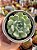 Echeveria pomegranate (NOVIDADE) - Imagem 1