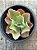 Echeveria curls - Imagem 3