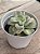 Echeveria lovely rose variegata - Imagem 2