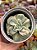 Echeveria lovely rose variegata - Imagem 1