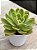 Echeveria ice rose variegata (NOVIDADE) - Imagem 2