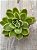 Echeveria ice rose variegata (NOVIDADE) - Imagem 3
