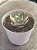 Echeveria moon goddess yellow variegata (NOVIDADE) pouca raiz - Imagem 2