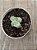 Echeveria moon goddess yellow variegata (sem raiz) - Imagem 3