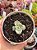 Echeveria moon goddess yellow variegata (sem raiz) - Imagem 1