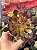 Aeonium arboreum ‘atropurpureum’ - Imagem 1