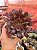 Aeonium arboreum ‘atropurpureum’ - Imagem 1