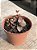 Lenophyllum obtusum - Imagem 2