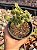 Aeonium lindleyi - Imagem 1