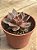 Echeveria rosularis - Imagem 4