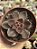 Echeveria rosularis - Imagem 1
