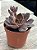 Echeveria rosularis - Imagem 2