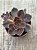 Echeveria rosularis - Imagem 3