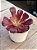 Aeonium medusa (sem raiz) - Imagem 2