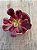 Aeonium medusa (sem raiz) - Imagem 3