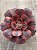 Aeonium medusa P - Imagem 3