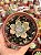 Graptoveria Mrs Richard’s - Imagem 1