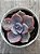 Graptoveria Mrs Richard’s - Imagem 3