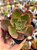Echeveria kakurei - Imagem 1