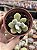 Echeveria pulvinata frost - Imagem 1