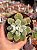 Echeveria pulvinata frost - Imagem 1