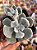 Echeveria pulvinata frost - Imagem 1