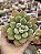 Echeveria doris taylor - Imagem 1