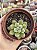 Echeveria doris taylor - Imagem 1