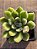 Echeveria doris taylor - Imagem 3