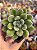 Echeveria doris taylor - Imagem 1