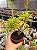 Peperomia ferreyrae - Imagem 1