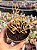 Rhipsalis - Imagem 1
