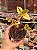Crassula sarmentosa variegata - Imagem 1