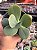 Echeveria Júlia Áurea reversa - Imagem 1