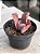 Echeveria Monalisa com carúnculas - Imagem 2